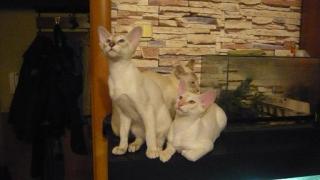 Сиамские (восточные) котята